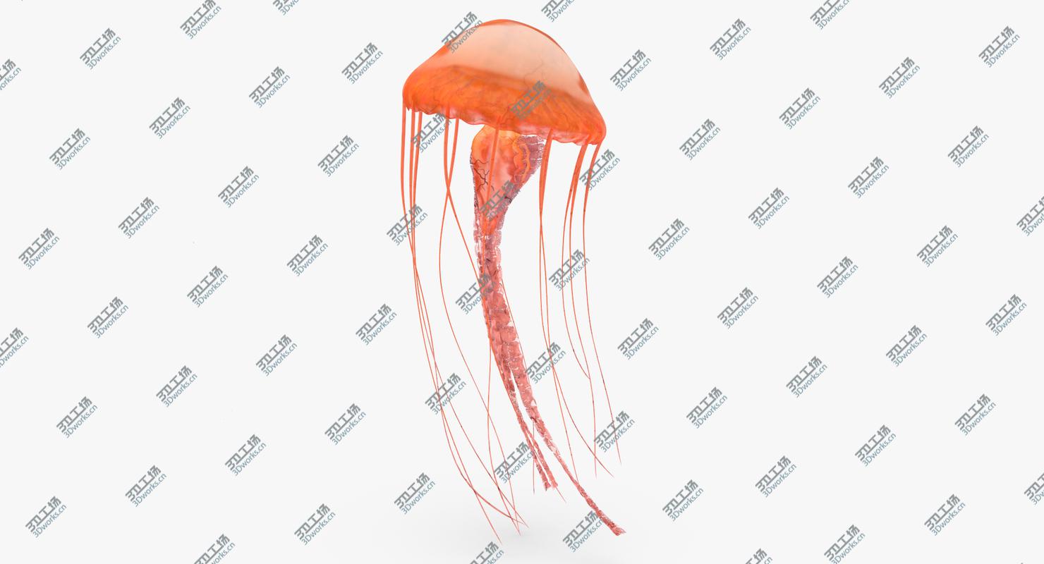 images/goods_img/2021040234/Jellyfish 01/5.jpg